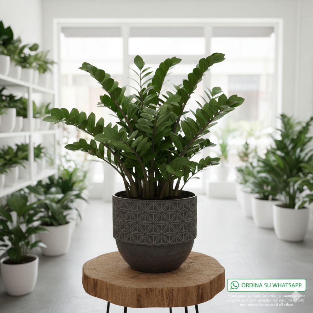 Zamioculcas